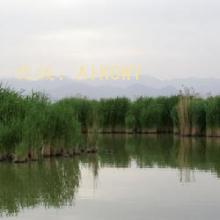 ع